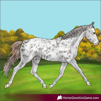 Horse Color:Liver Chestnut Sabino Splash Appaloosa and Liver Red Roan Sabino Splash Appaloosa