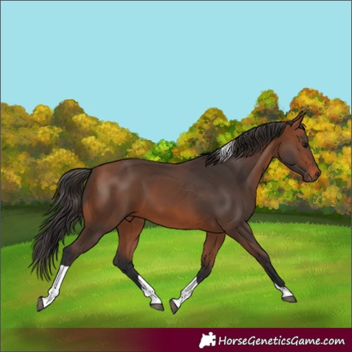 Horse Color:Bay Tobiano 