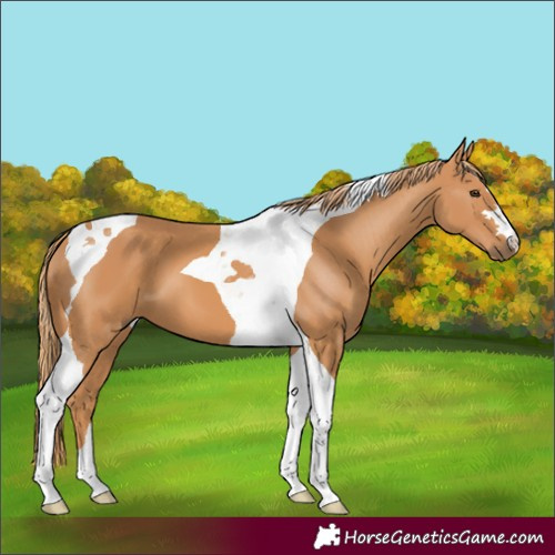 Horse Color:Chestnut Tobiano 