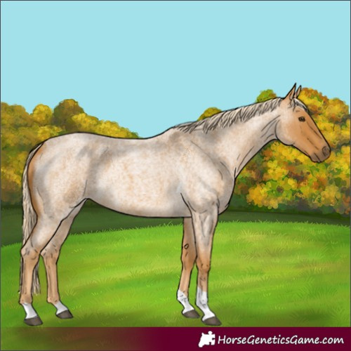 Horse Color:Palomino Roan Tobiano 