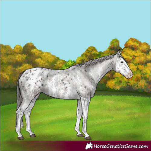 Horse Color:Liver Chestnut Sabino Splash Appaloosa and Liver Chestnut Sabino Splash Appaloosa
