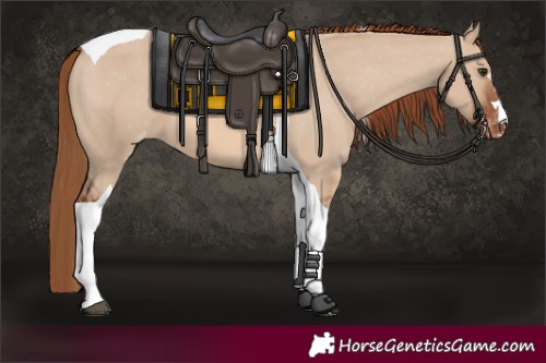 Horse Color:Unknown 