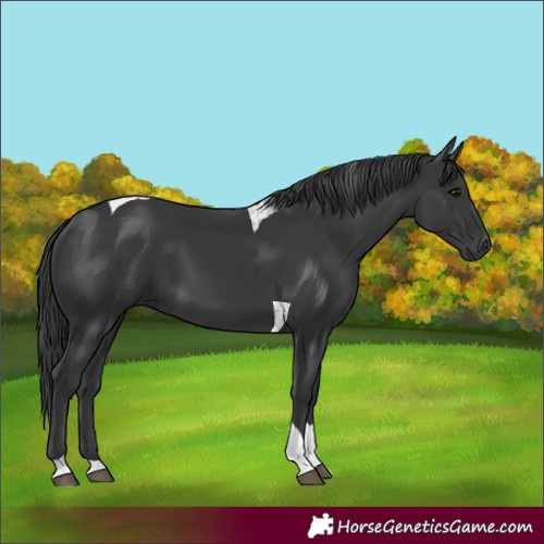 Horse Color:Black Tobiano 