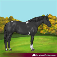 Horse Color:Black Tobiano 