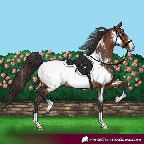 Horse Color:Bay Appaloosa 