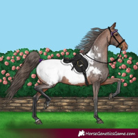 Horse Color:Bay Appaloosa 