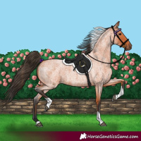 Horse Color:Bay Roan Tobiano 