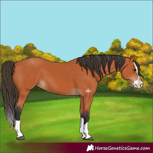 Horse Color:Bay Splash 