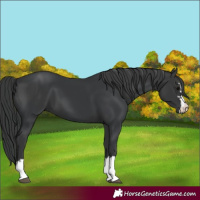Horse Color:Black and Black