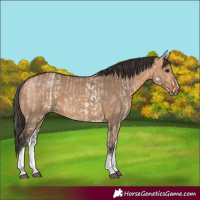 Horse Color:White Spotted Bay Dun Rabicano and White Spotted Bay Dun Rabicano