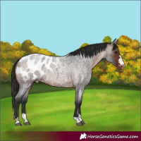 Horse Color:Bay Roan Appaloosa 