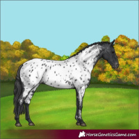 Horse Color:Unknown 