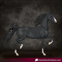 Horse Color:Black 