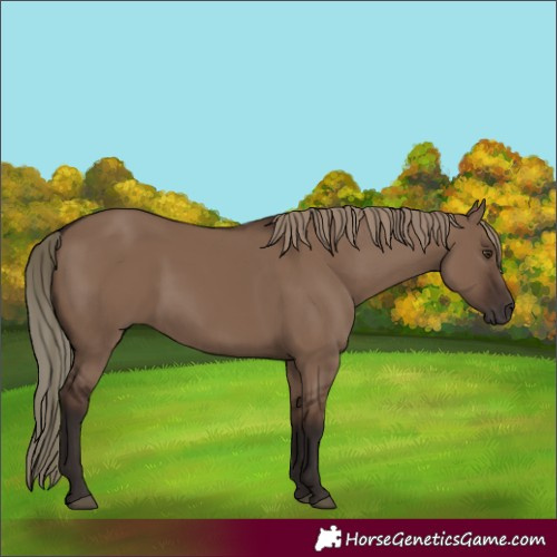 Horse Color:Liver Red Dun 