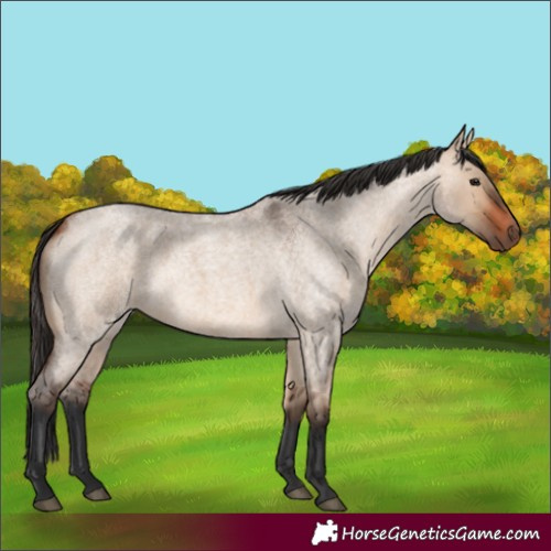 Horse Color:Bay Roan Dun