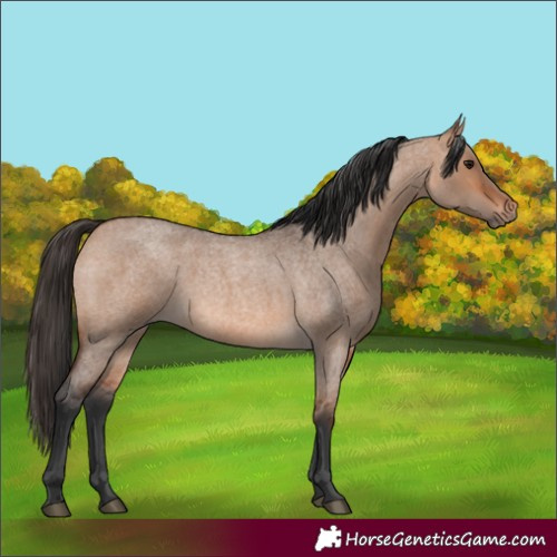 Horse Color:Bay Roan Dun