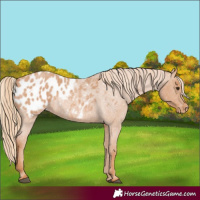 Horse Color:Red Roan Appaloosa