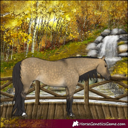 Horse Color:Buckskin Dun 