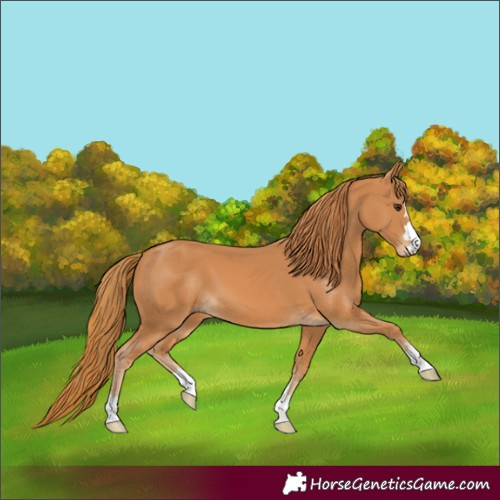 Horse Color:Chestnut 