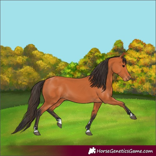 Horse Color:Bay 