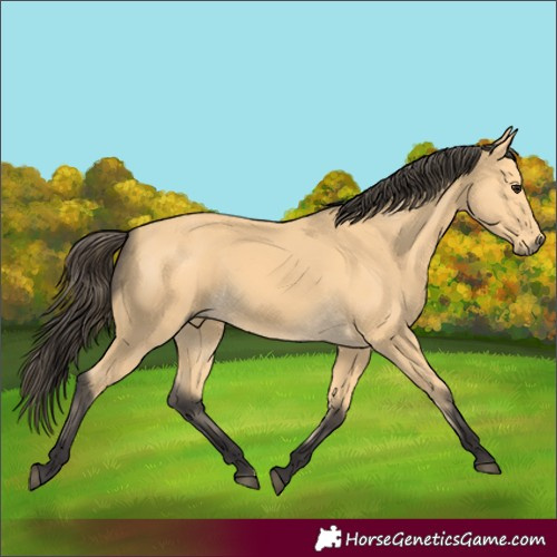 Horse Color:Buckskin 