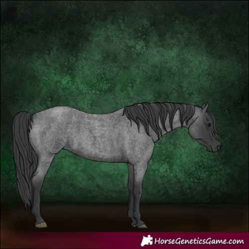 Horse Color:Blue Roan 