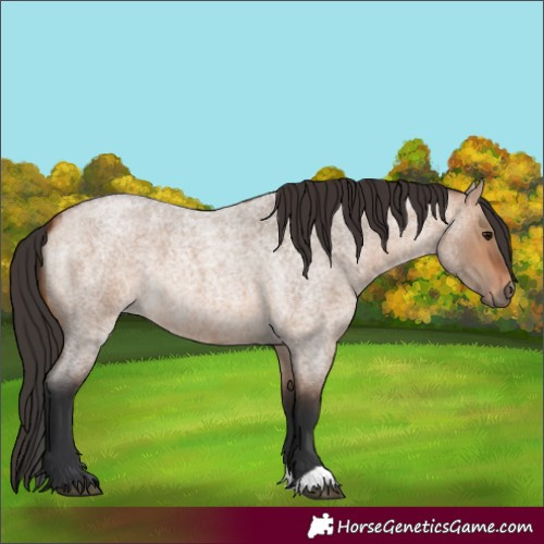 Horse Color:Unknown 
