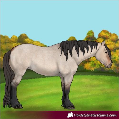 Horse Color:Unknown 