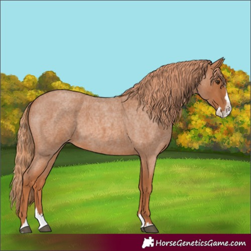 Horse Color:Red Roan Splash 