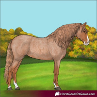 Horse Color:Red Roan Splash 