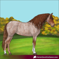 Horse Color:Red Roan Tobiano 