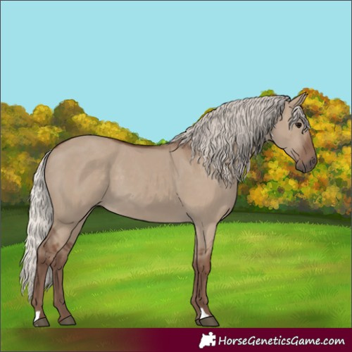 Horse Color:Silver Grullo 