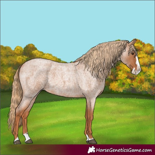 Horse Color:Red Roan Splash 