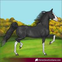 Horse Color:Black Splash Rabicano
