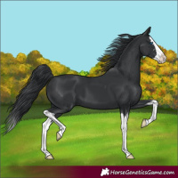 Horse Color:Black Splash