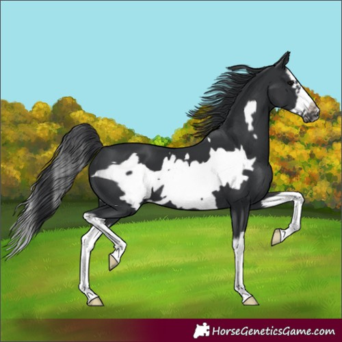 Horse Color:Black Splash Frame 