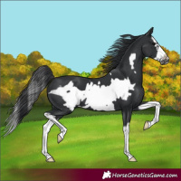 Horse Color:Black Splash Frame 