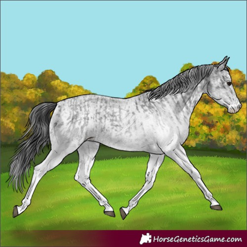 Horse Color:White Spotted Blue Roan Rabicano  and White Spotted Blue Roan Rabicano 