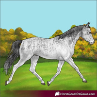 Horse Color:White Spotted Blue Roan Rabicano  and White Spotted Blue Roan Rabicano 