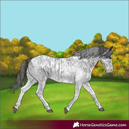 Horse Color:White Spotted Blue Roan Rabicano and White Spotted Blue Roan Appaloosa Rabicano