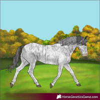 Horse Color:White Spotted Blue Roan Rabicano and White Spotted Blue Roan Appaloosa Rabicano