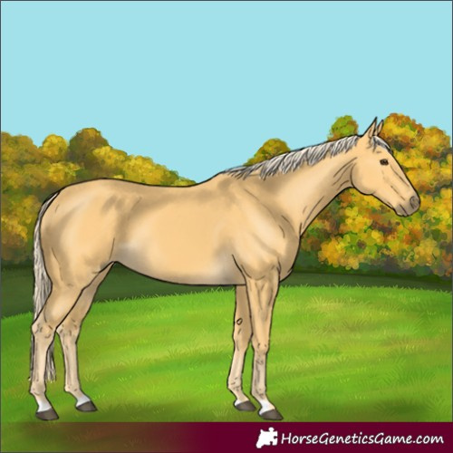 Horse Color:Palomino 