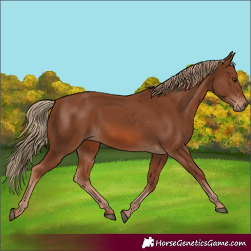 Horse Color:Chestnut 