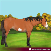 Horse Color:Bay Frame 