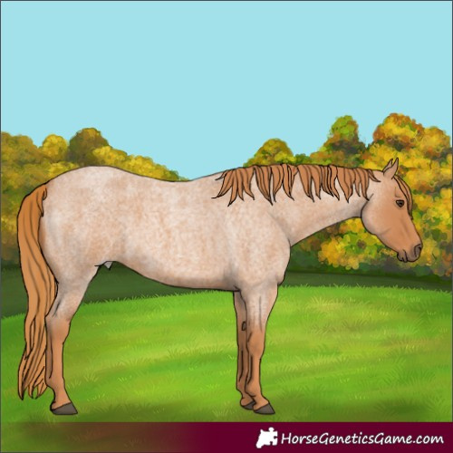 Horse Color:Red Roan 