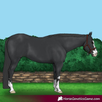 Horse Color:Black 