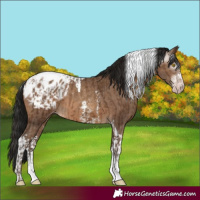 Horse Color:Gray Amber Champagne Sabino Tobiano Appaloosa  and Gray Amber Champagne Sabino Tobiano Appaloosa 