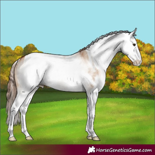 Horse Color:White Spotted Red Dun Rabicano and White Spotted Red Dun Rabicano