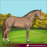 Horse Color:Red Dun 