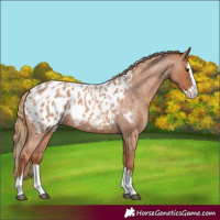 Horse Color:Red Roan Splash Appaloosa 